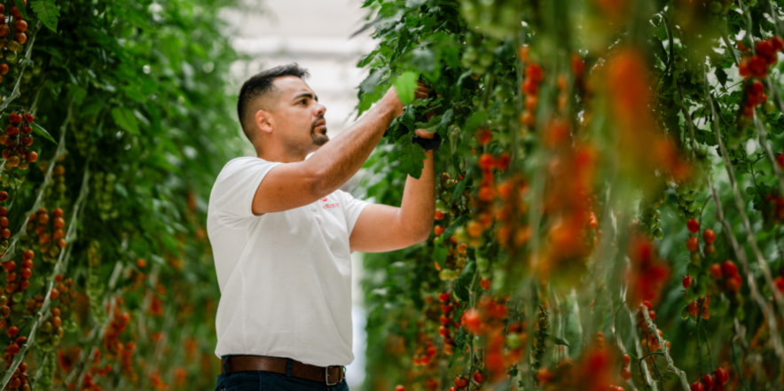 suministros invernadero tomates - Inicio